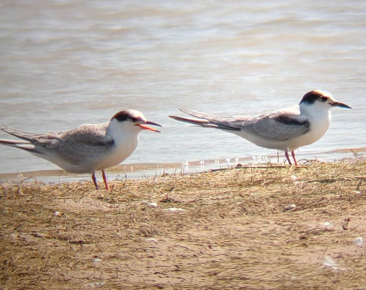 Common Tern - ML641565355