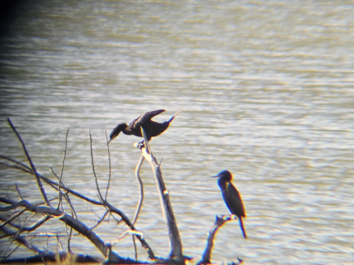 Neotropic Cormorant - ML641565446