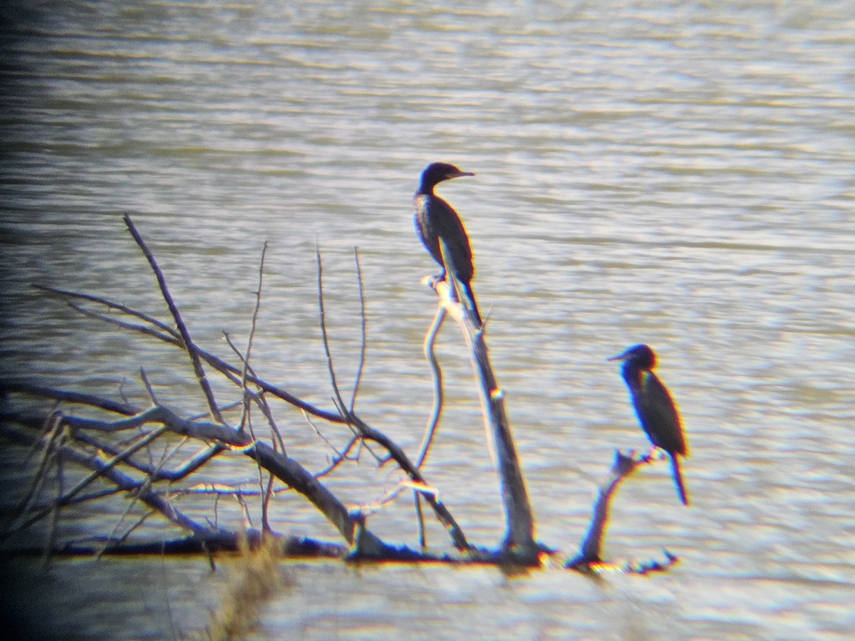 Neotropic Cormorant - ML641565477