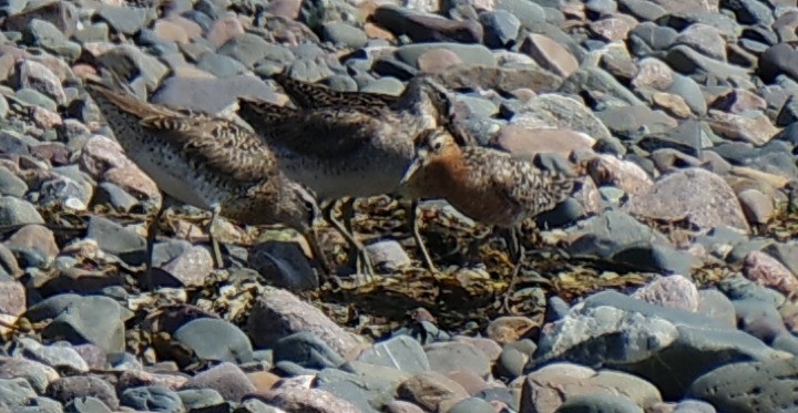 Sichelstrandläufer - ML641565515
