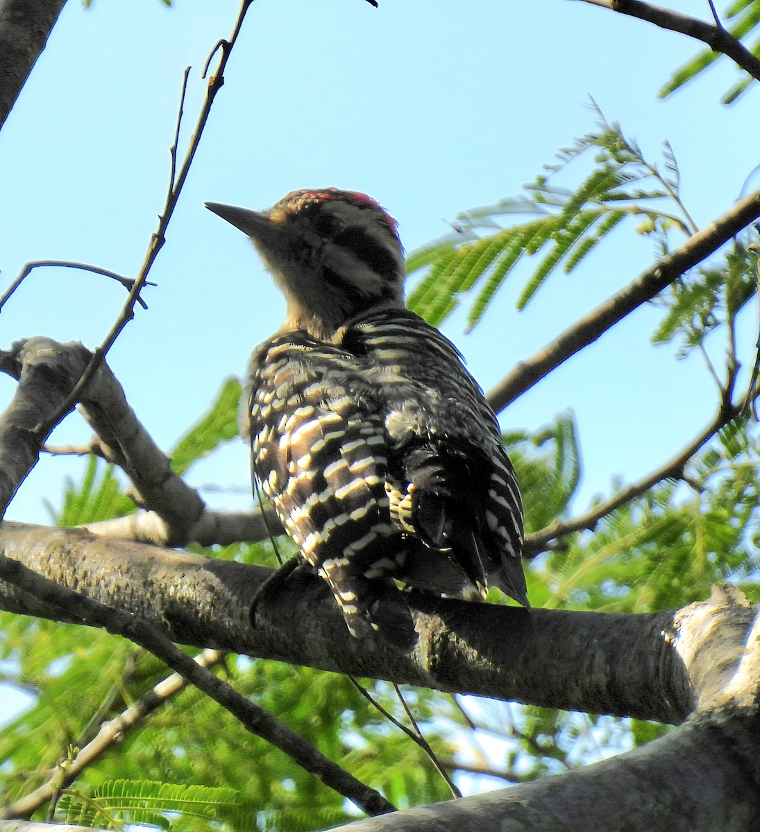 Ladder-backed Woodpecker - ML641565539