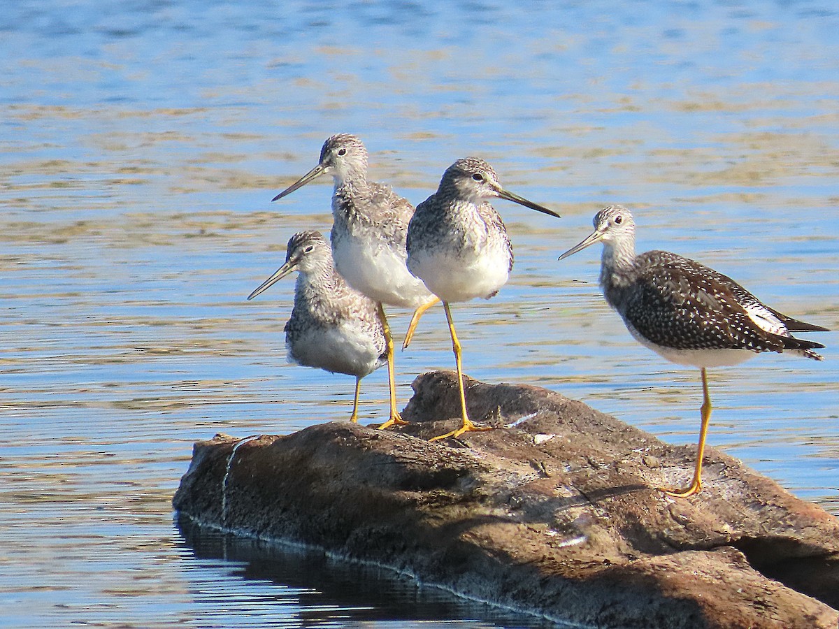 Greater Yellowlegs - ML641565566