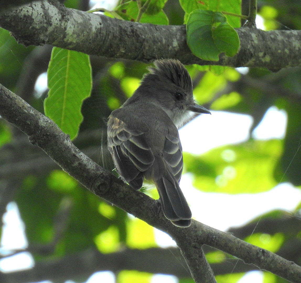 Nutting's Flycatcher - ML641565580