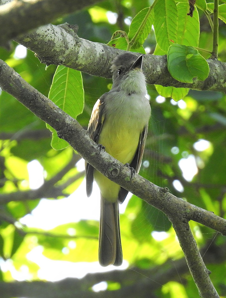 Nutting's Flycatcher - ML641565581