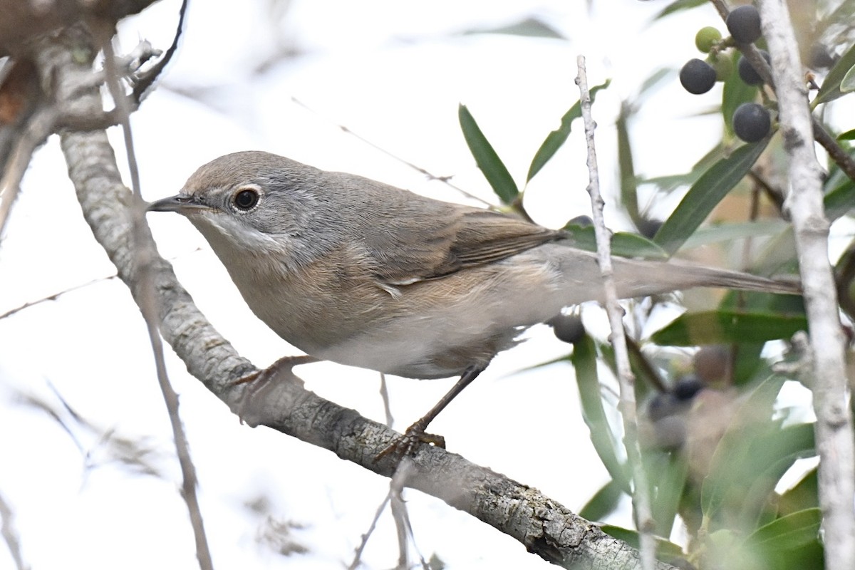 Western Subalpine Warbler - ML641565638