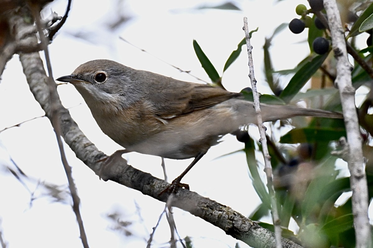 Western Subalpine Warbler - ML641565639