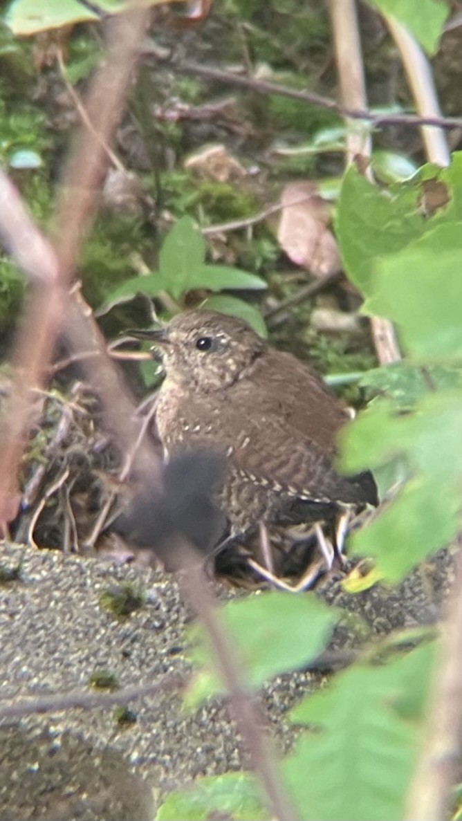 Winter Wren - ML641565642