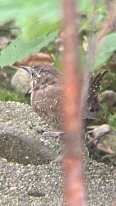 Winter Wren - ML641565643