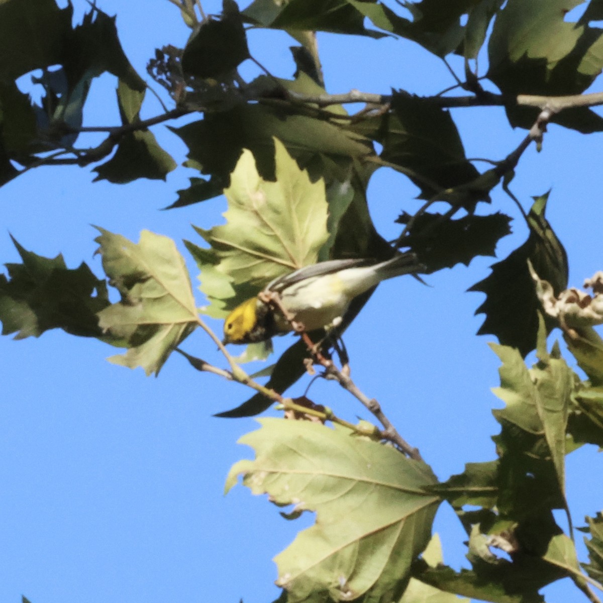 Black-throated Green Warbler - ML641565647