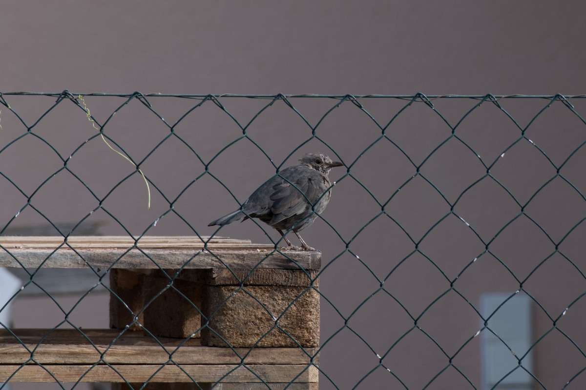 Eurasian Blackbird - ML641565660
