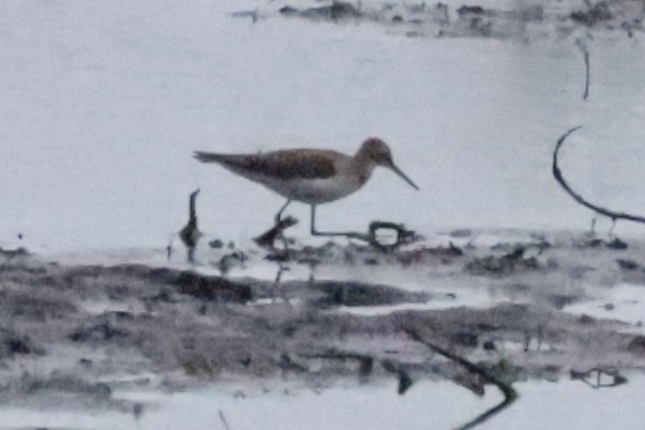 Einsiedelwasserläufer - ML641565674