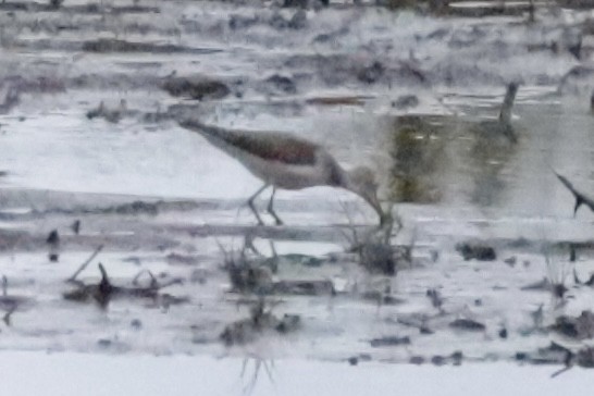 Einsiedelwasserläufer - ML641565676
