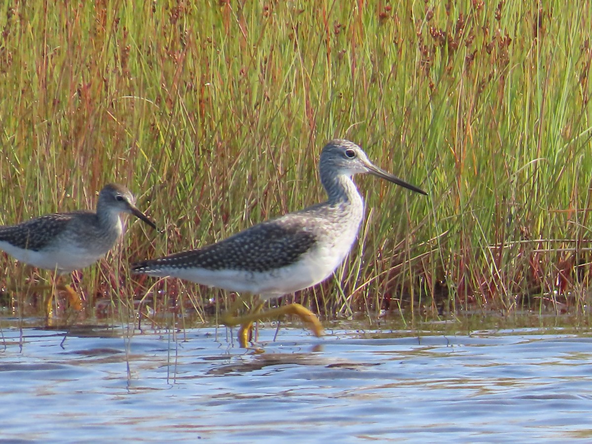 Lesser Yellowlegs - ML641565717