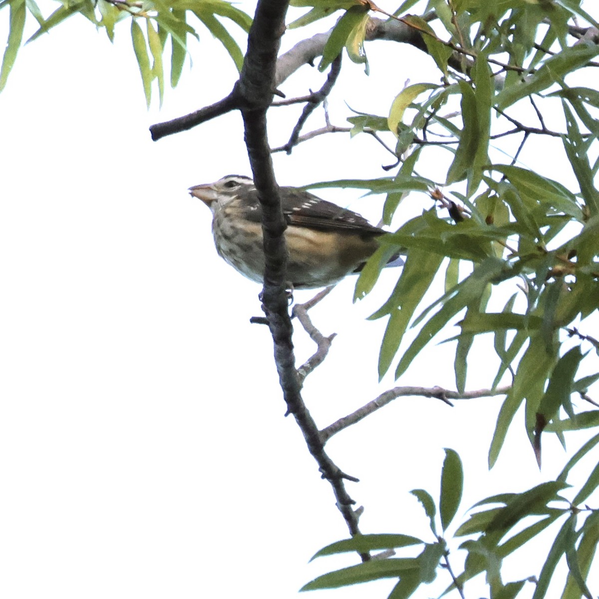 Rose-breasted Grosbeak - ML641565763