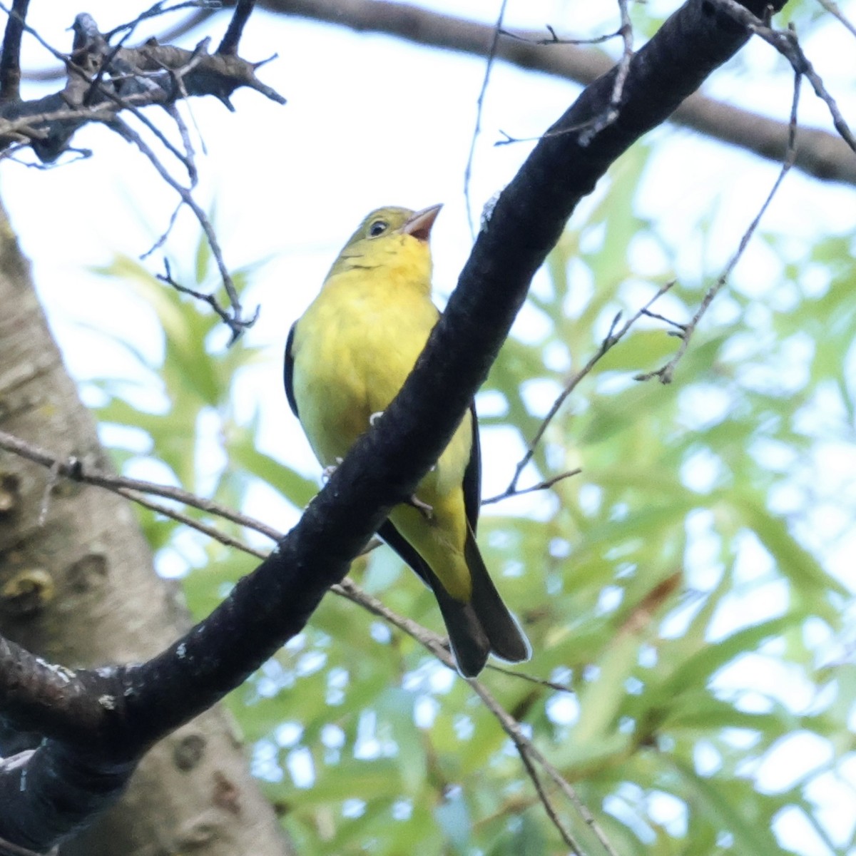 Scarlet Tanager - ML641565770