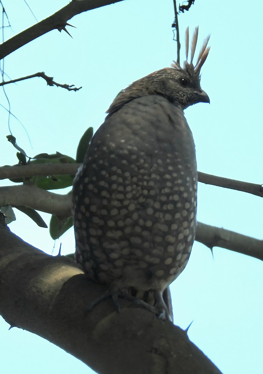 Elegant Quail - ML641565778