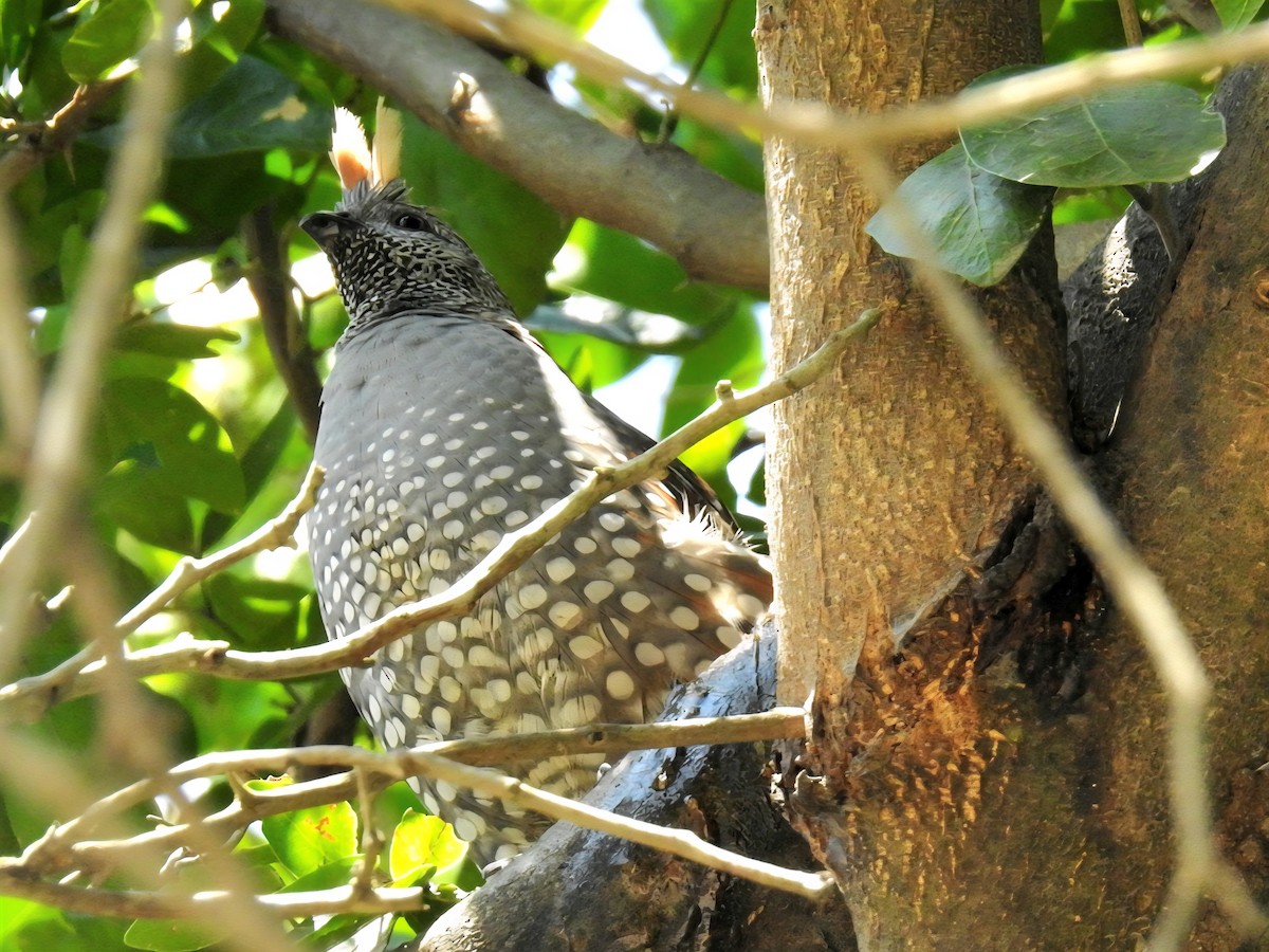 Elegant Quail - ML641565779