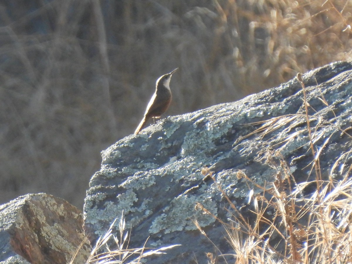 Canyon Wren - ML641565805