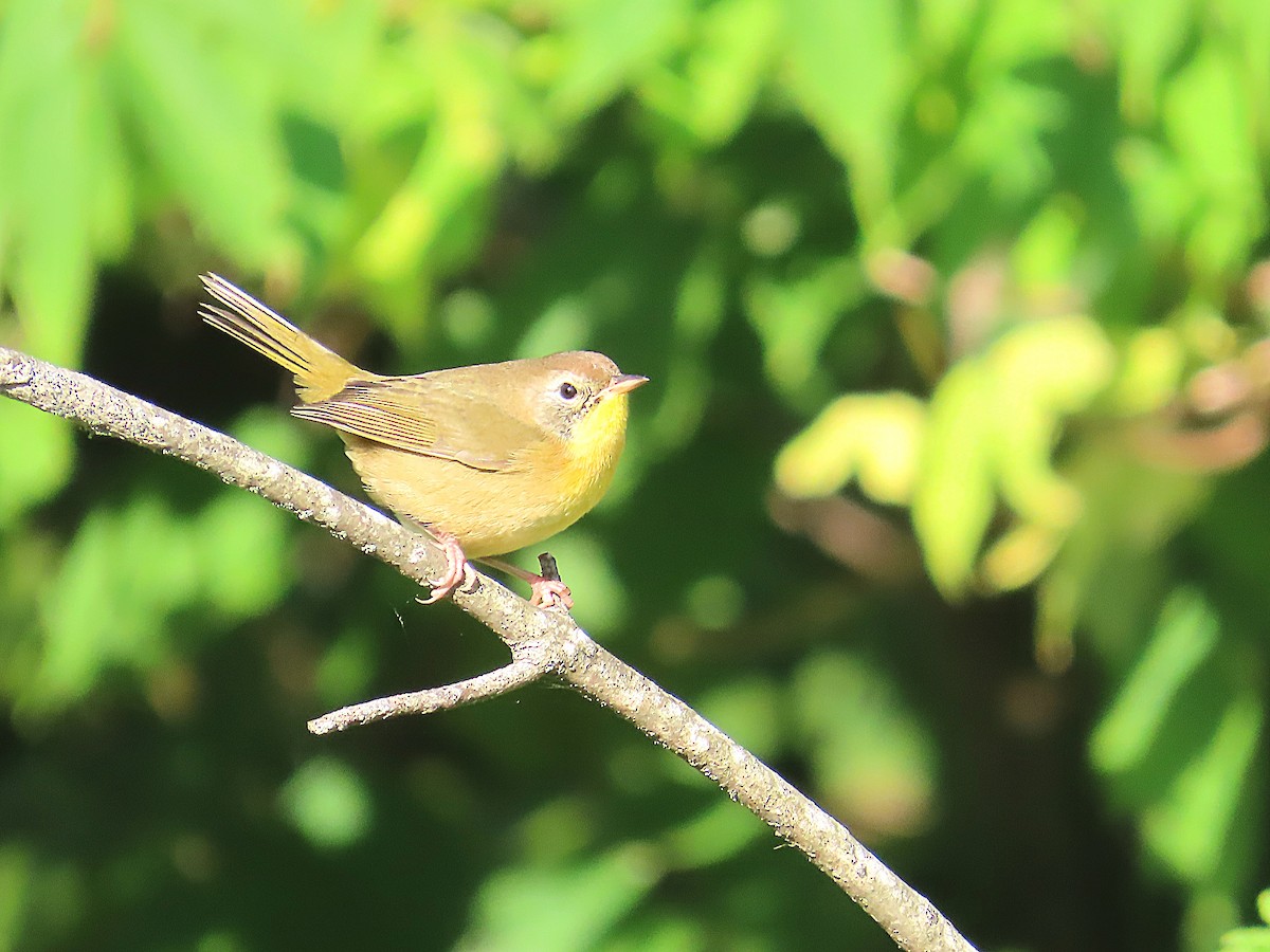 Common Yellowthroat - ML641565818