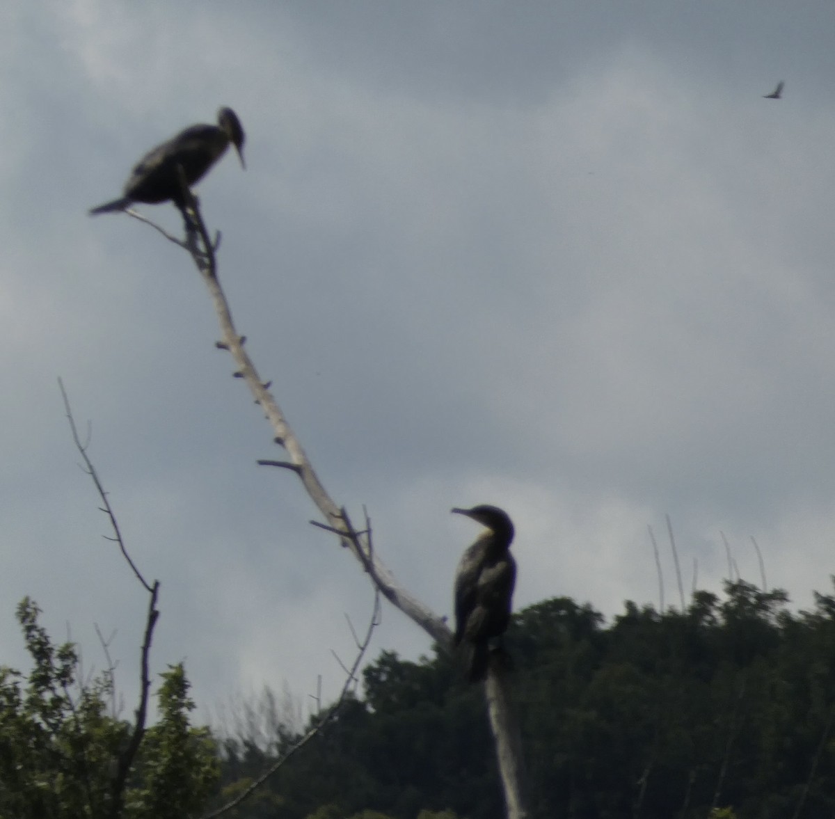 Double-crested Cormorant - ML641565822