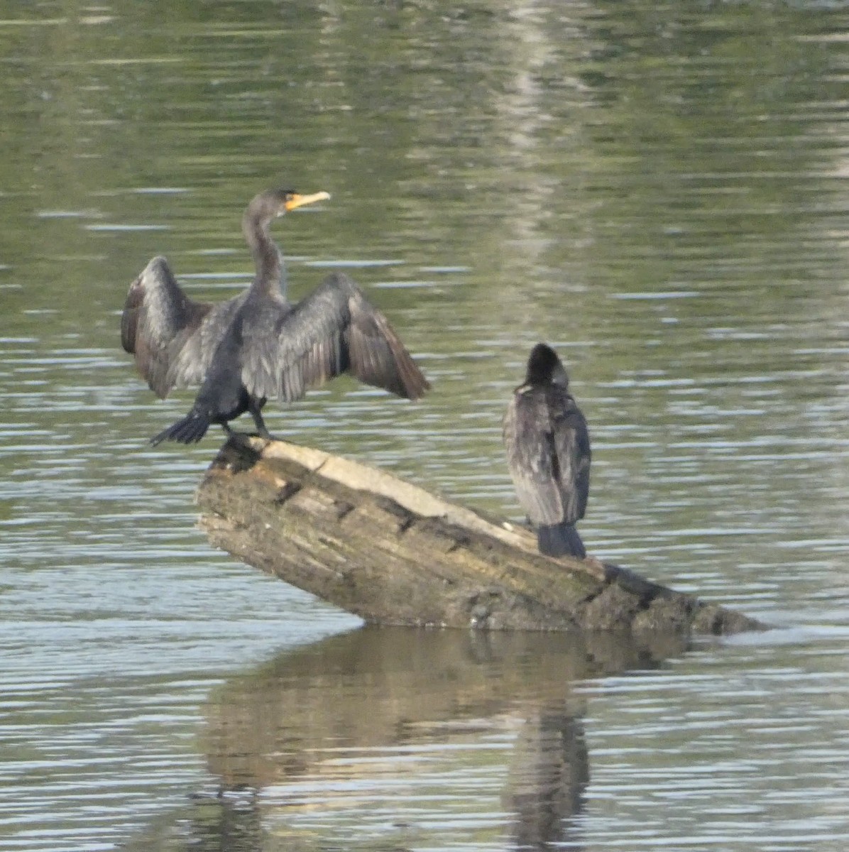 Double-crested Cormorant - ML641565823