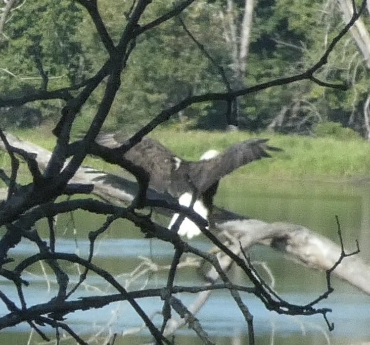 Bald Eagle - ML641565971