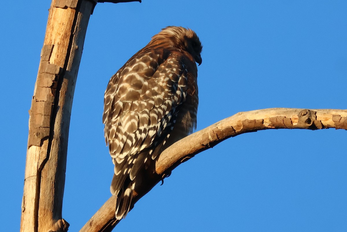 Red-shouldered Hawk - ML641566049