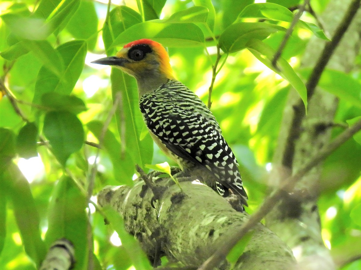 Golden-cheeked Woodpecker - ML641566115