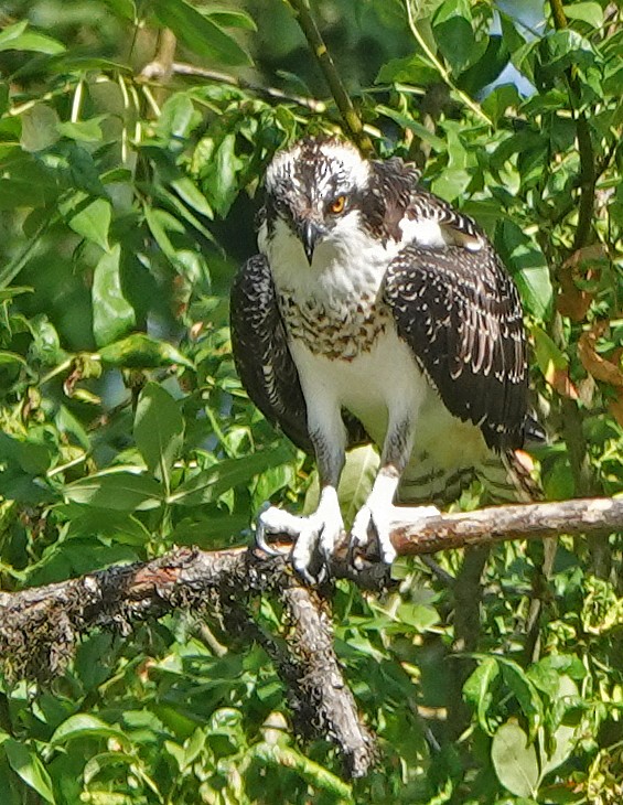 Osprey - ML641566125