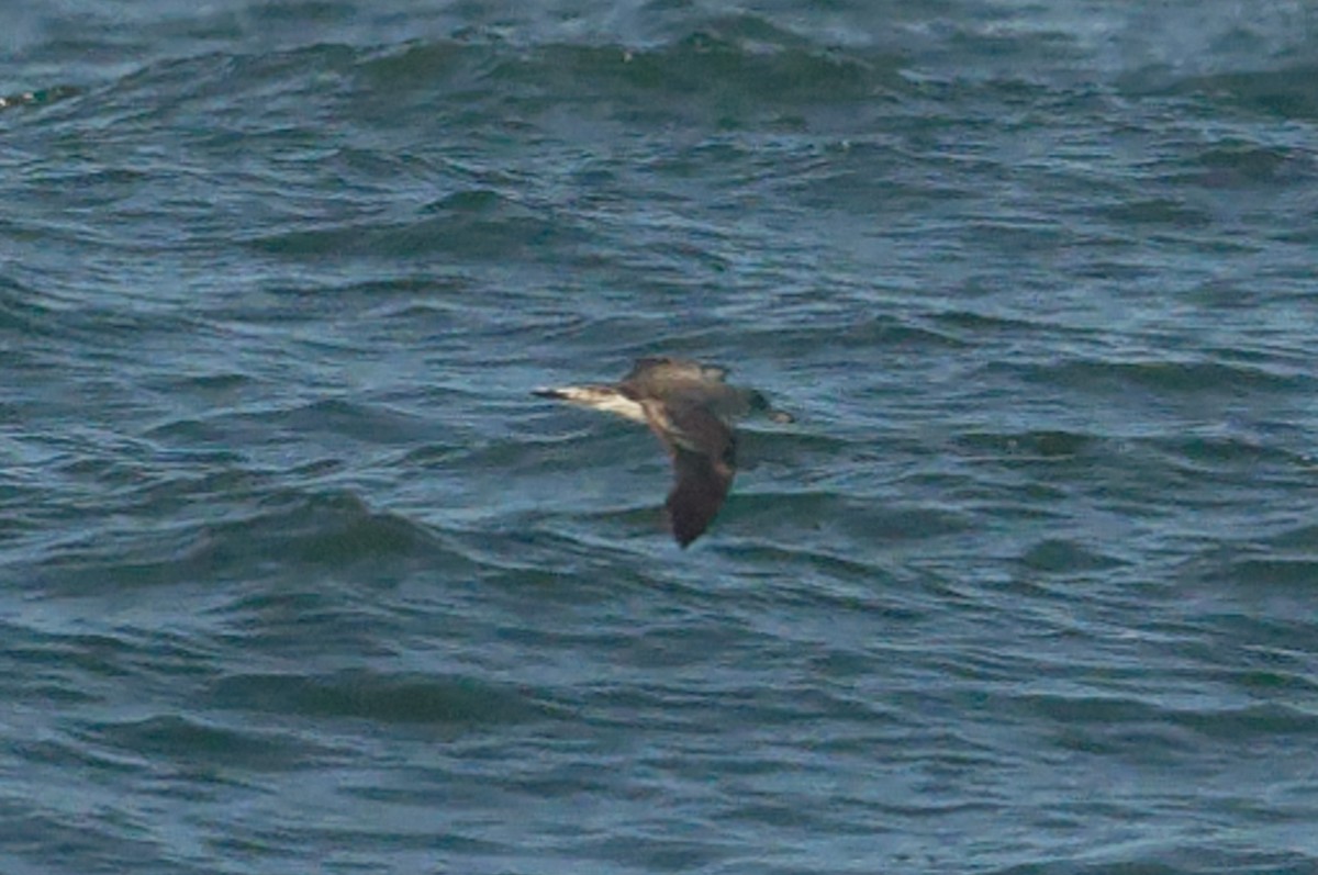 Cory's Shearwater - ML641566144
