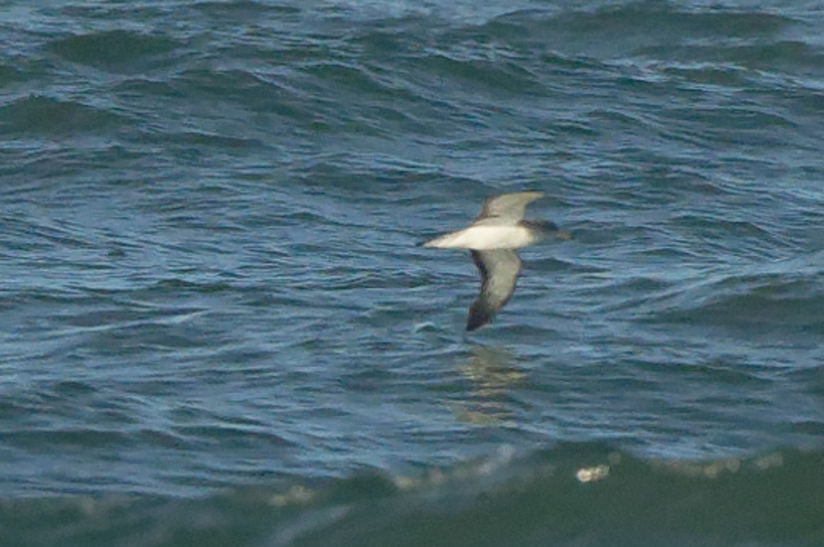 Cory's Shearwater - ML641566154
