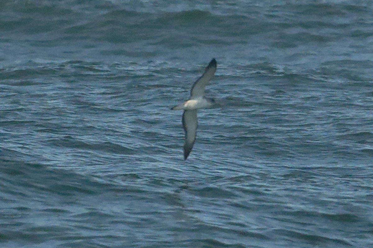 Cory's Shearwater - ML641566166