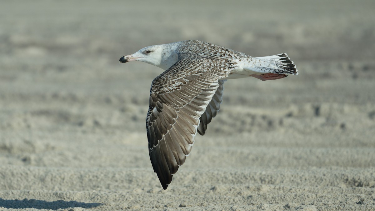 Great Black-backed Gull - ML641566314
