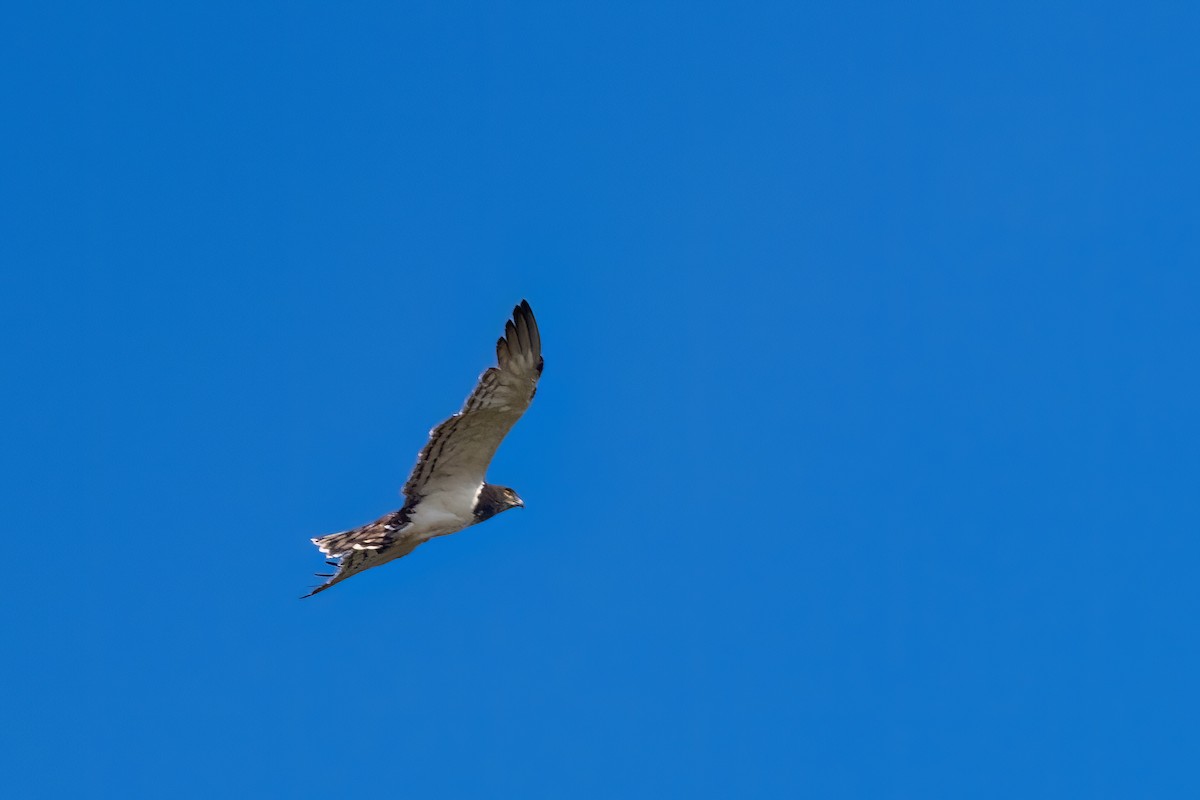 Black-chested Snake-Eagle - ML641566377