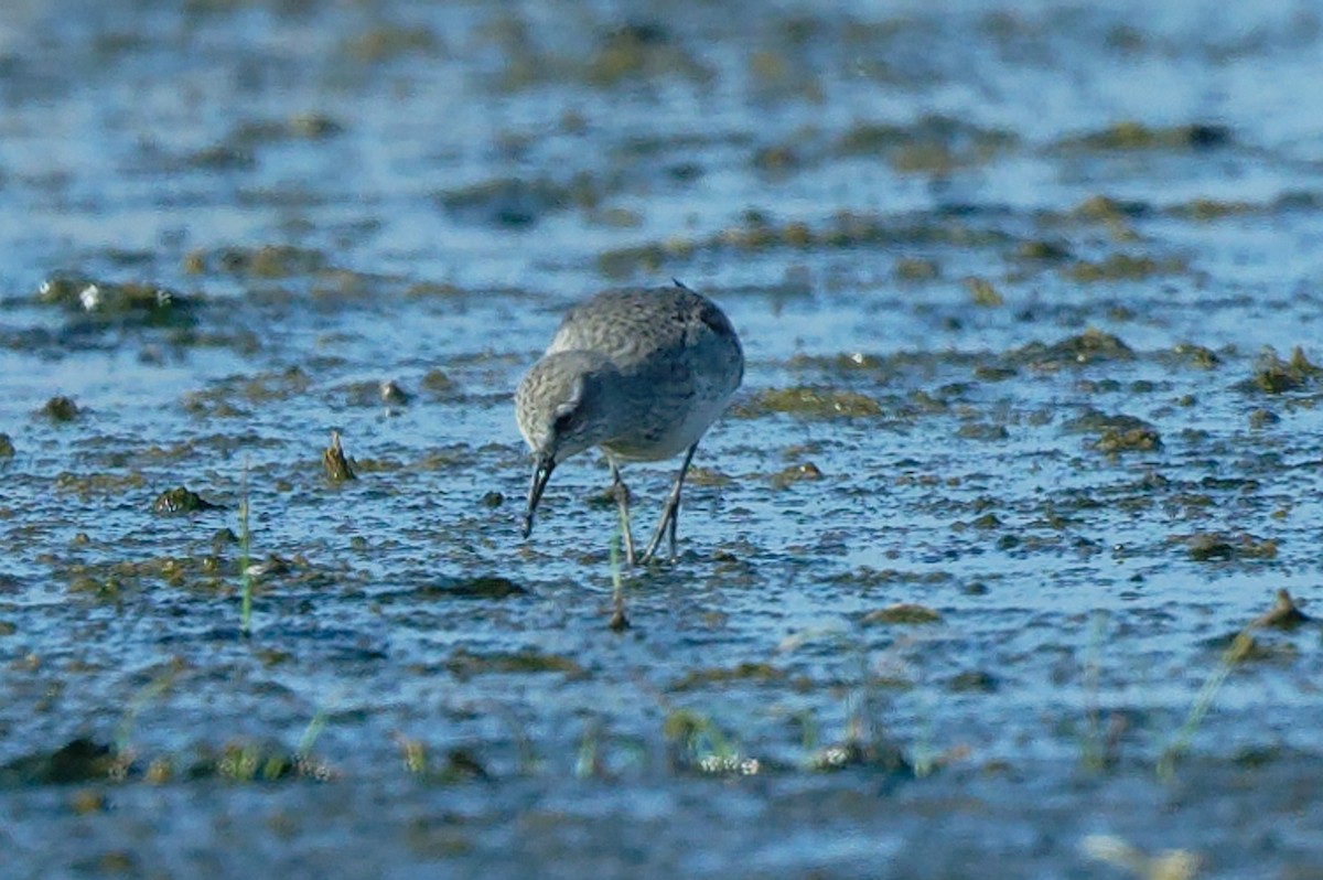 White-rumped Sandpiper - ML641566396