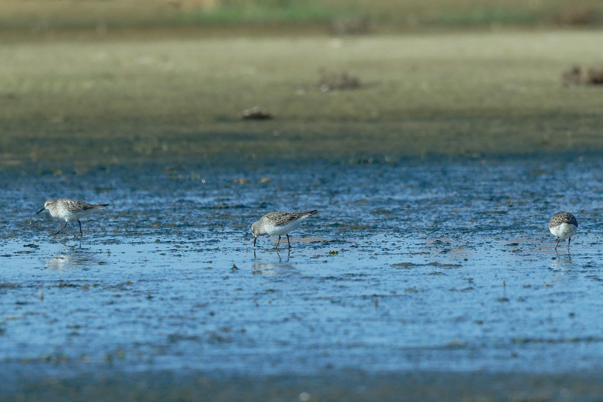 White-rumped Sandpiper - ML641566397