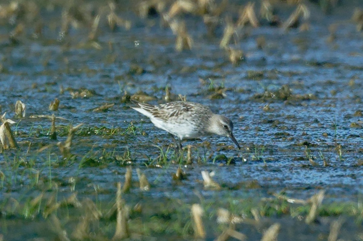 White-rumped Sandpiper - ML641566406