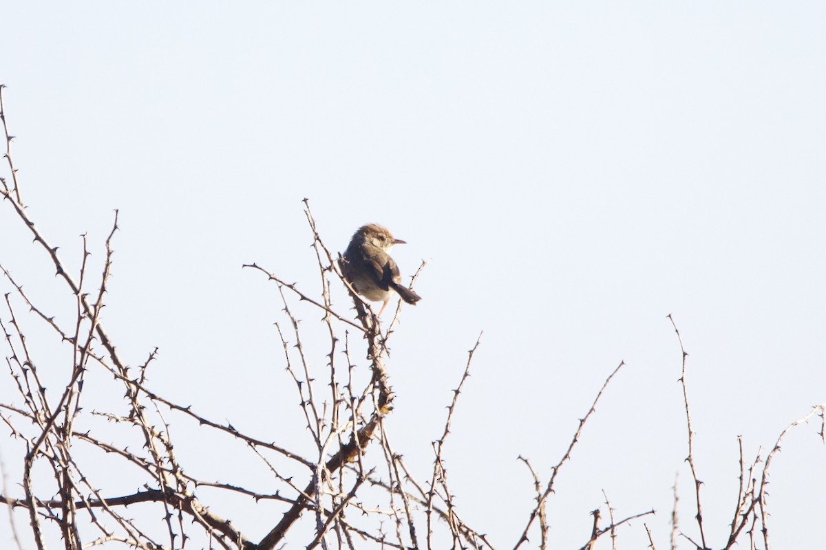 Piping Cisticola - ML641566416