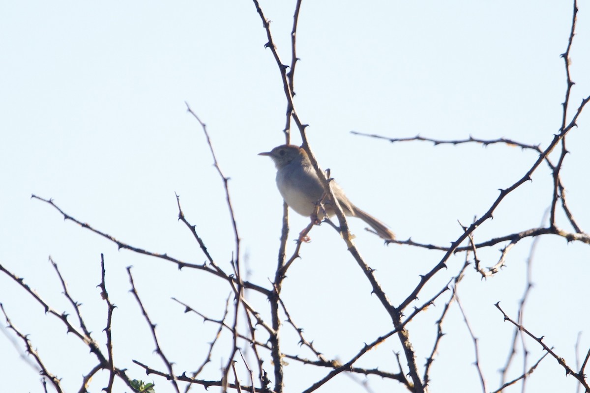 Piping Cisticola - ML641566417