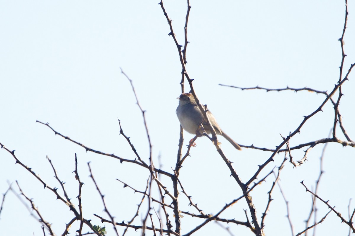 Piping Cisticola - ML641566418