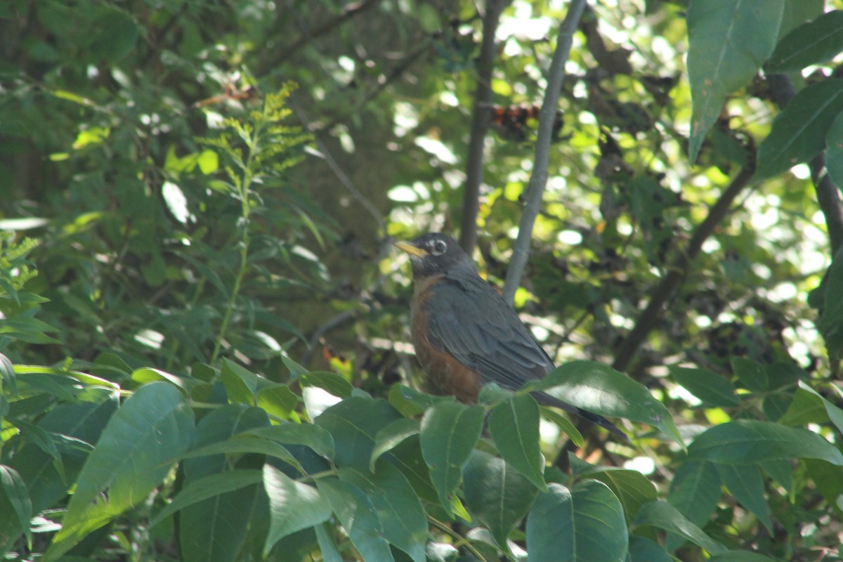 American Robin - ML641566439