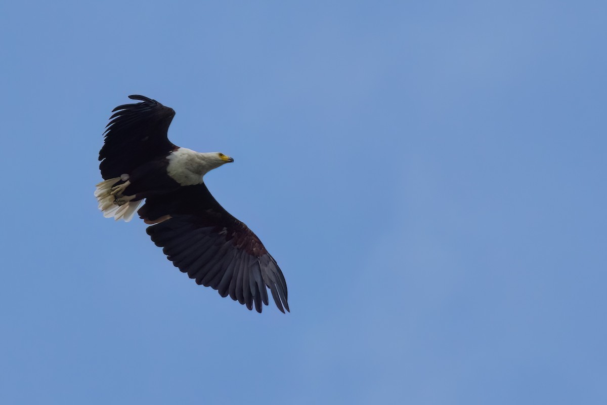 African Fish-Eagle - ML641566440