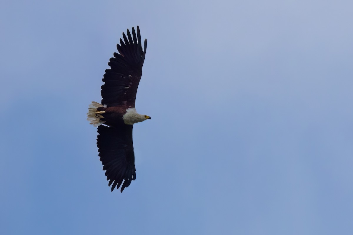 African Fish-Eagle - ML641566441