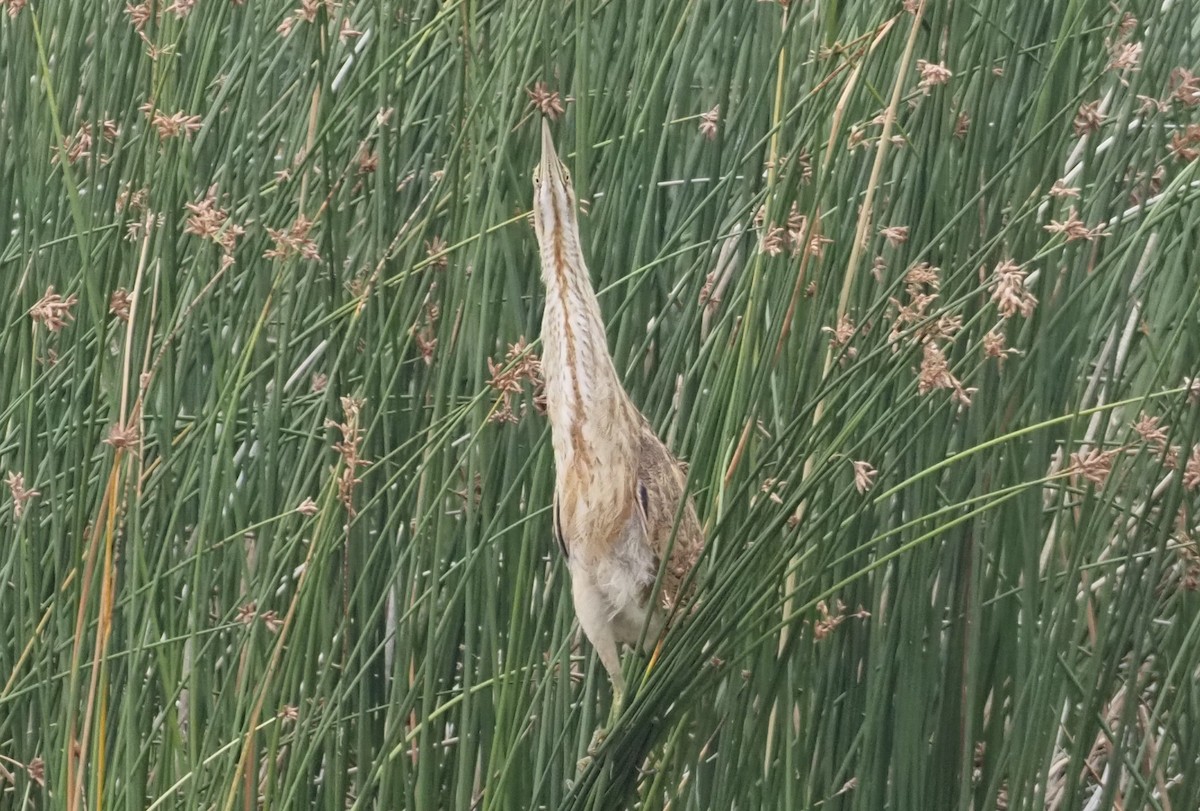 American Bittern - ML641566443