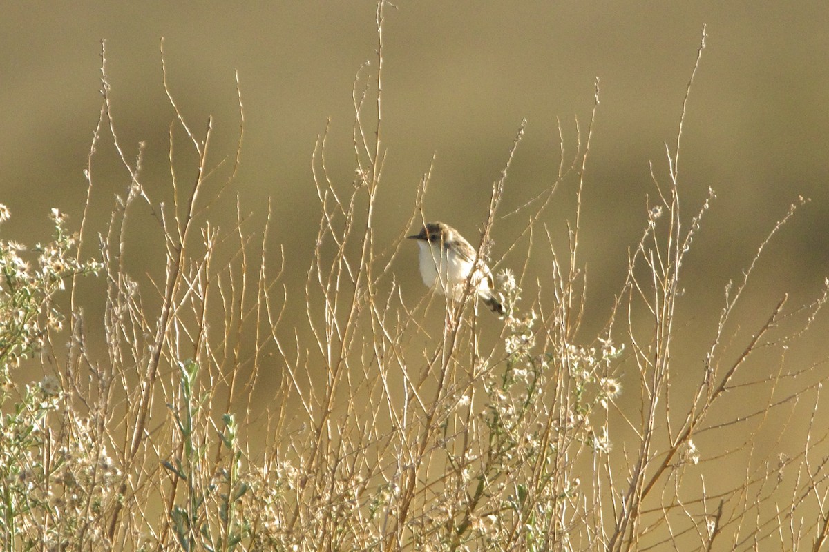 Desert Cisticola - ML641566444