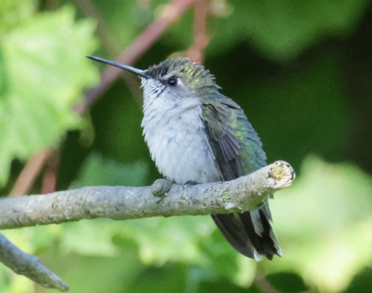 Ruby-throated Hummingbird - ML641566447