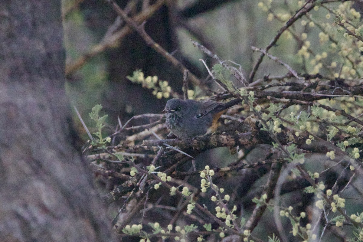 Chestnut-vented Warbler - ML641566458