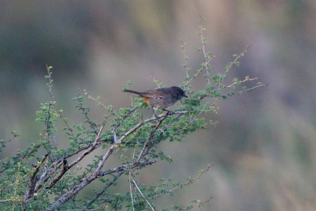 Chestnut-vented Warbler - ML641566460