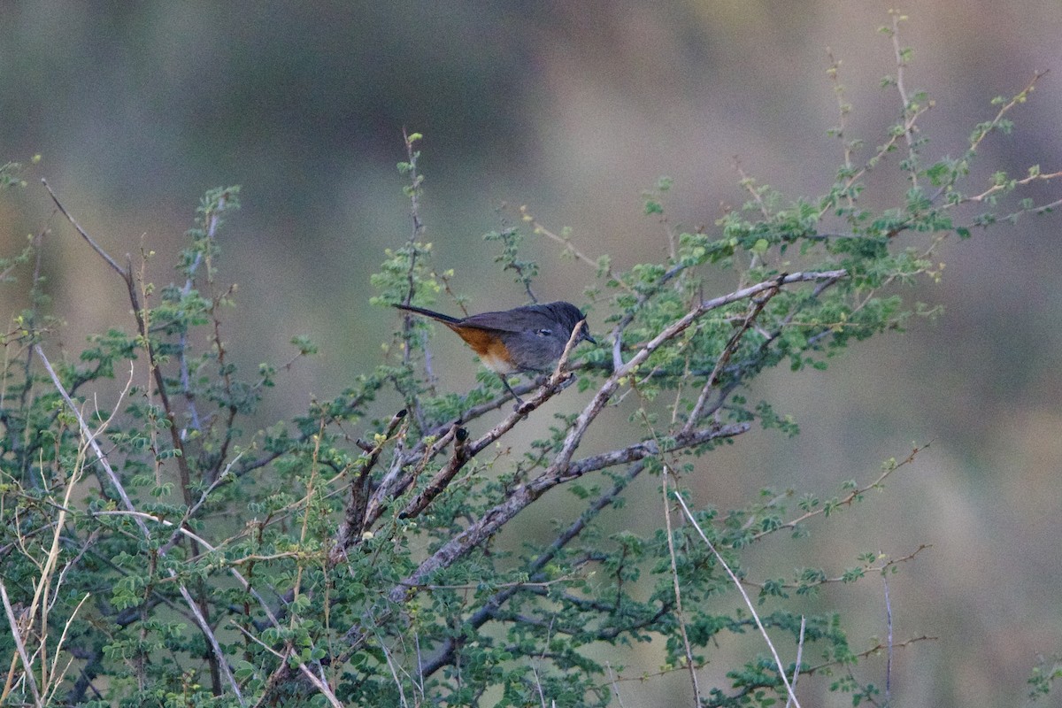 Chestnut-vented Warbler - ML641566461