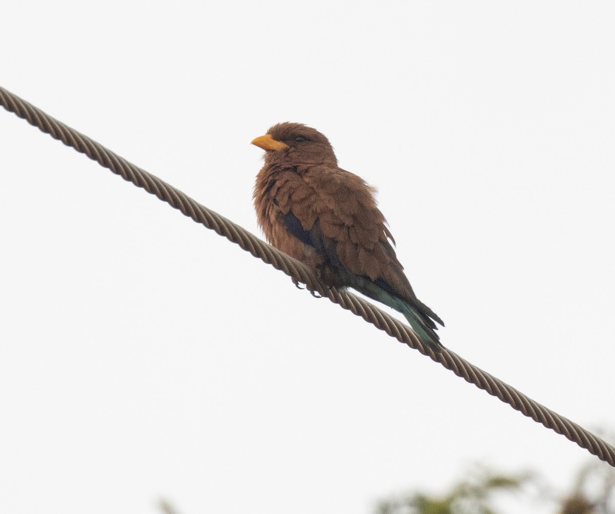 Broad-billed Roller (African) - ML641566463